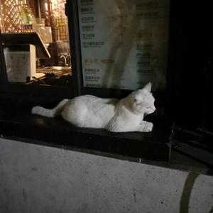 中国的女孩去到toi|et39
